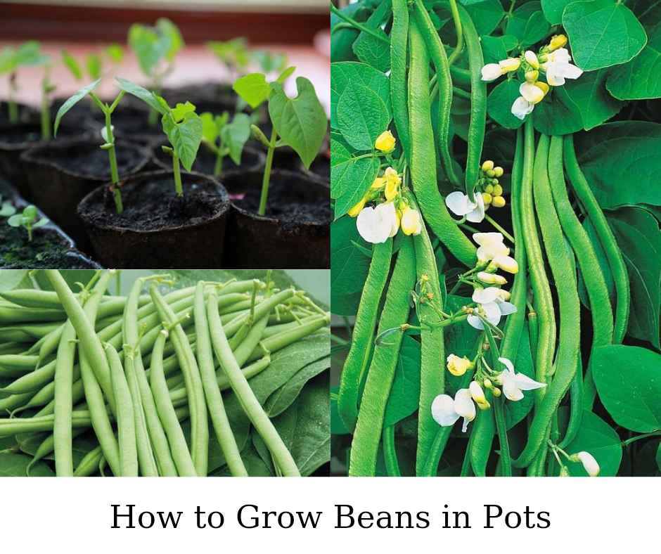 How to Grow Beans in Pots
