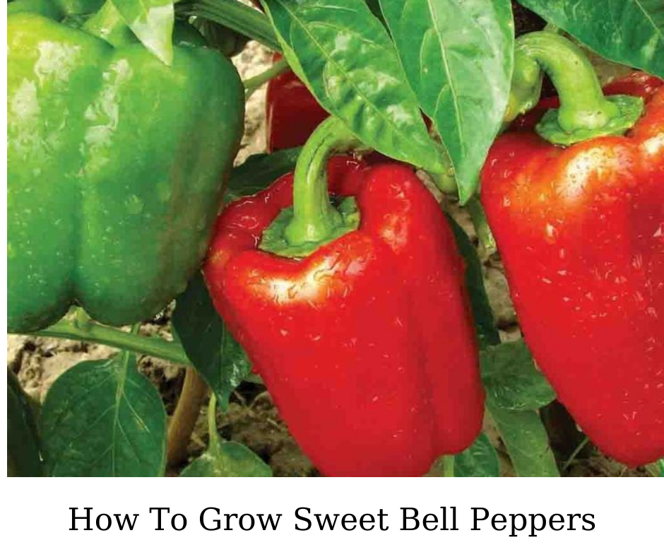 How To Grow Sweet Bell Peppers